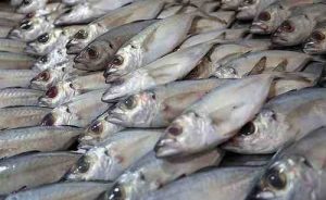 صادرات ماهی,ماهی زنده,خوراک آبزیان,صادرات آبزیان,قیمت خوراک آبزیان