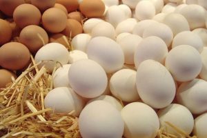 مصرف تخم مرغ,مرغ تخم گذار,خرید خوراک دام وطیور,خرید پروبیوتیک طیور ,گوشت طیور