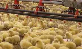 پرورش مرغ گوشتی,پرورش مرغ,طیور گوشتی,کشتارگاه‌ ,گوشت مرغ