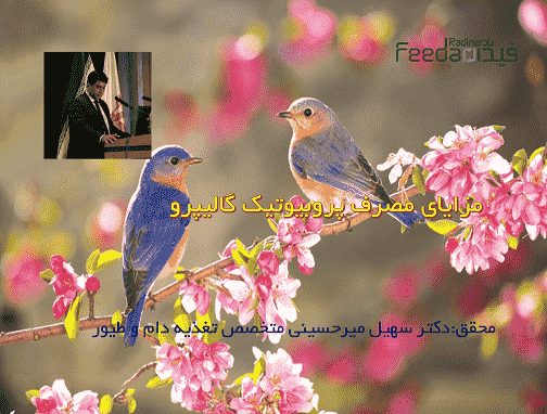 فلور مطلوب روده ,جوجه یک روزه ,مزایای گالیپرو ,