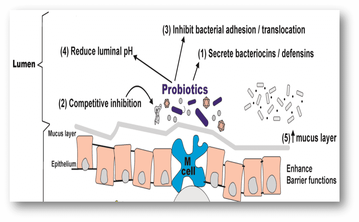 مکانیسم پروبیوتیک ها ,پروبیوتیک ها ,پروبیوتیک خوب ,بالانس فلور روده ,دستگاه گوارش ,مواد مغذی