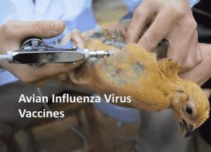 واکسن طیور