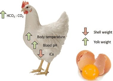 استرس گرمایی ,جیره غذایی ,پرورش طیور ,دستگاه تنفس طیور ,مرغان تخمگذار.
