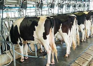 5 اشتباه رایج در شیردوشی گاوهای شیری ، گاوداری