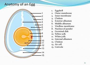 ترکیبات تخم مرغ ,مقایسه ترکیبات تخم مرغ ,پرورش درون قفس طیور ,پرورش آزاد طیور ,اسید های چرب