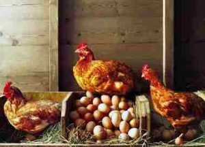 پلت تخم گذار ,مرغ تخمگذار ,مدیریت مرغ تخم گذار ,تولید تخم مرغ