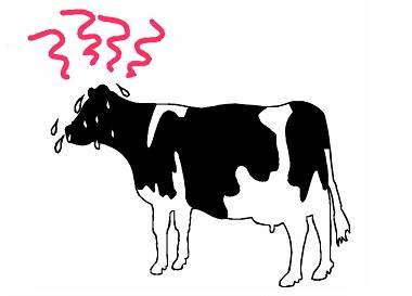 مدیریت استرس گرمایی در گاو شیری با افزایش پروتئین جیره , گاوداری