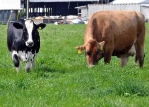 مقایسه اثر استرس گرمایی بر عملکرد تولید شیر و افزایش سلول های سوماتیک گاو های شیری هلشتاین و جرسی