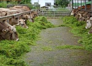 نکات تغذیه ای و مدیریتی مهم گاو ها و گوساله ها در گاوداری