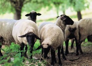 باروری و تولیدمثل در گوسفندان
