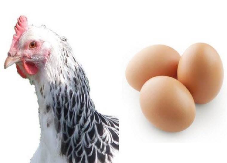 عوامل موثر بر تولید طیور تخم گذار