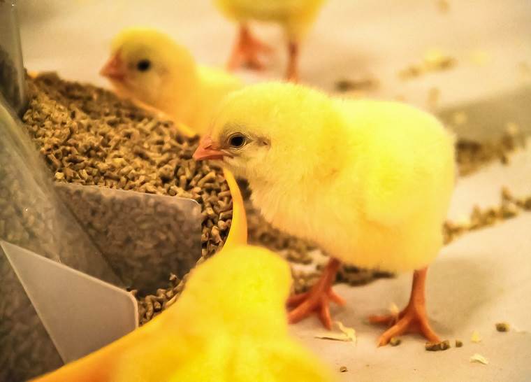 میزان جوجه درآوری مرغ های مادر
