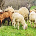 نیازهای معدنی بز و گوسفند