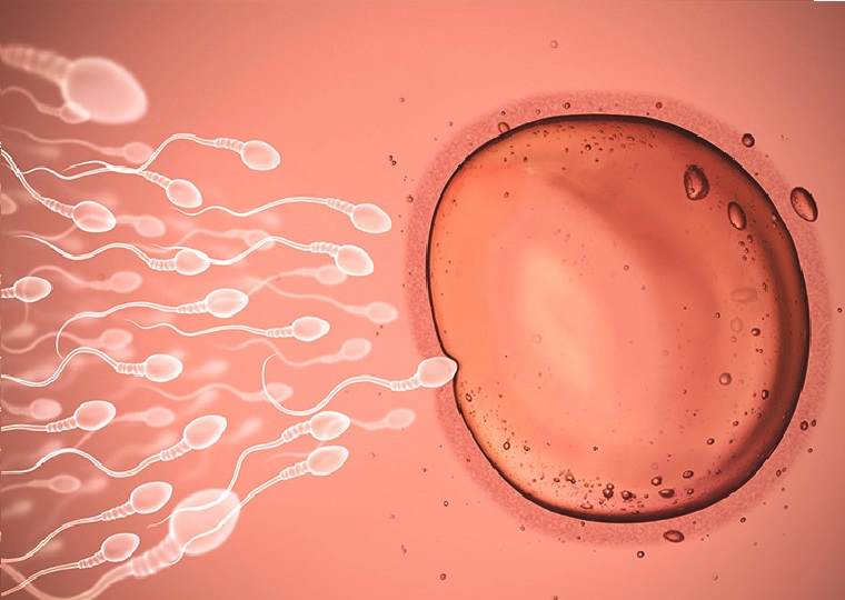 آشنایی با عوامل موثر در نطفه دار شدن تخم مرغ در گله مادر