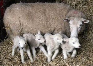 چندقلوزایی گوسفندان و ژنهای موثر بر این صفت
