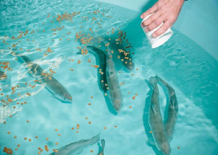 ریز مغذی های در خوراک ماهی و آبزیان