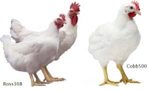 استفاده از مکمل ترئونین در گله مرغ گوشتی