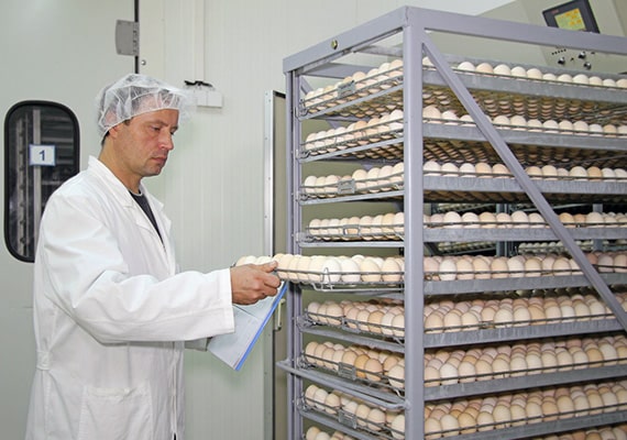 امنیت زیستی کارخانه های تولید تخم مرغ هچری
