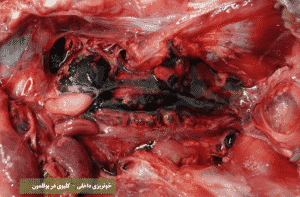 خونریزی داخلی کلیوی