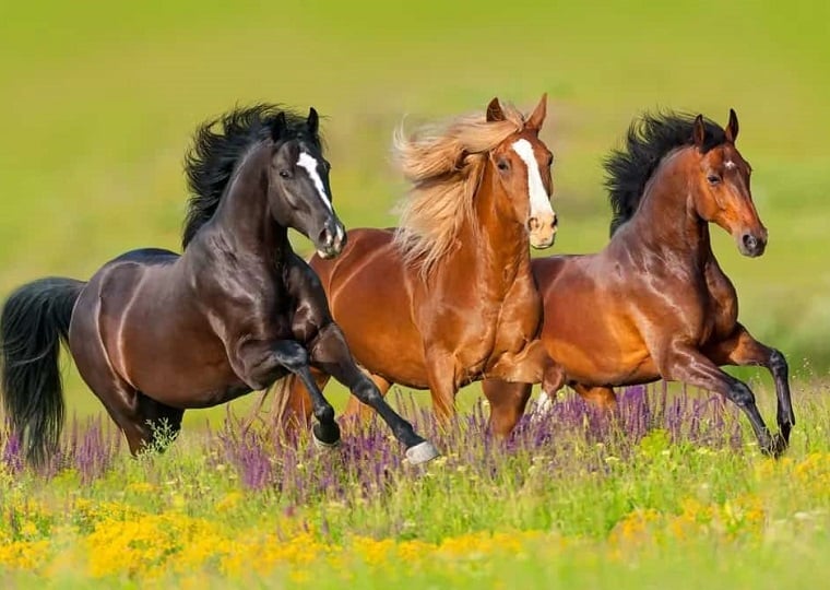 مواد معدنی و نیازمندی های بدن اسب