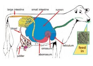 فیزیولوژی تولید شیر در گاوهای شیری