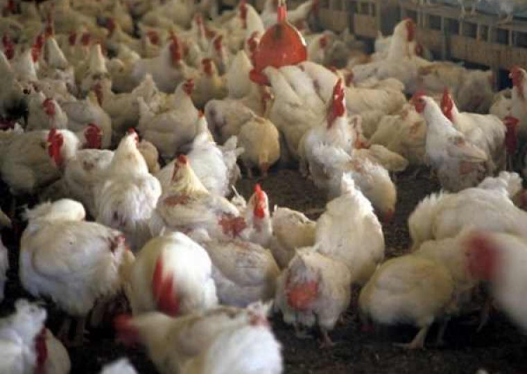احتکار خوراک دام ,ذرت,کنجاله ای سویا,مرعداری ها,جوجه های گرسنه
