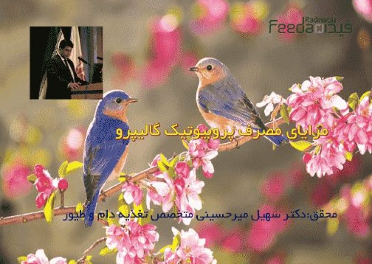 فلور مطلوب روده ,جوجه یک روزه ,مزایای گالیپرو ,