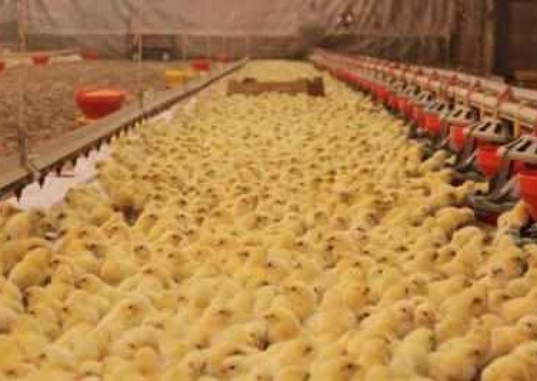جوجه های گوشتی ,استرس حرارتی ,اسیدهای آمینه ,,