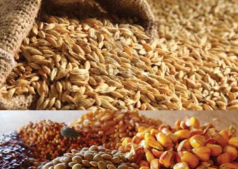 گندم,جو,نهاده های دامی,ذرت,خوراک دام و طیور