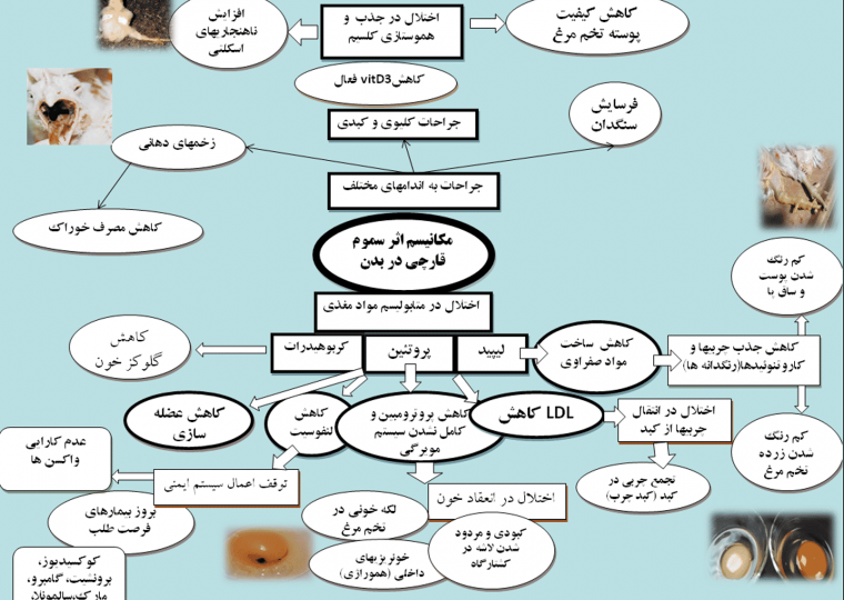 پرورش طیور,پرورش دام و طیور,سموم قارچی,سموم قارچی خوراک,رشد قارچ