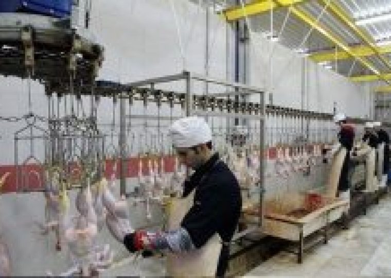 کشتار طیور ,بهداشت طیور,تغذیه طیور,خوراک دام و طیور