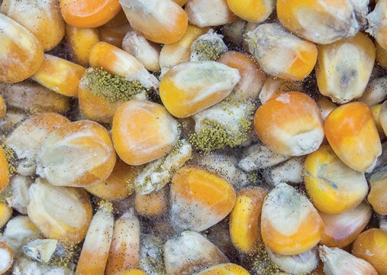 آفلاتوکسین ها,خوراک دام و طیور,صنعت دامپروری,تلفات دام و طیور,جیره های دام، طیور و آبزیان