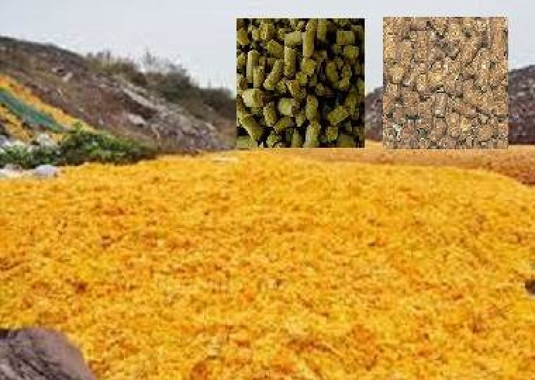 تفاله مرکبات ,مکمل خوراک دام ,خوراک دام نشخوارکننده ,ویتامین محلول در آب
