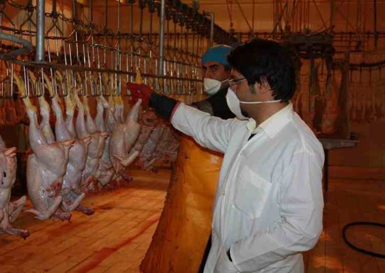 دام و طیور,کشتارگاه دام و طیور,خوراک دام و طیور,خرید مکمل های دام و طیور , گوشت سالم